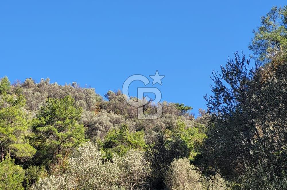 Güzelbahçe Payamlı da  Satılık Yola Cepheli 300 Zeytin Ağaçlı Tarla