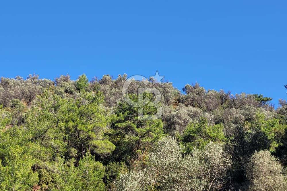 Güzelbahçe Payamlı da  Satılık Yola Cepheli 300 Zeytin Ağaçlı Tarla