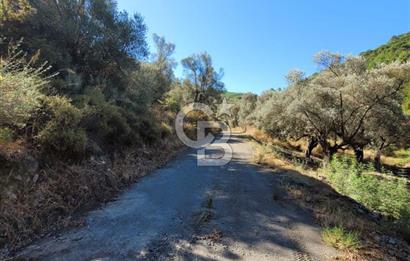 Güzelbahçe Payamlı da  Satılık Yola Cepheli 300 Zeytin Ağaçlı Tarla