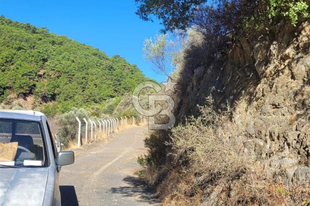 Güzelbahçe Payamlı da  Satılık Yola Cepheli 300 Zeytin Ağaçlı Tarla