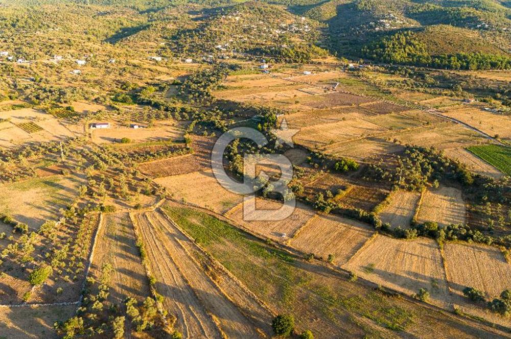 MİLAS HASANLAR 3067M2 ULAŞIM YOLU OLAN YOLA SIFIR YATIRIMLIK TARLA