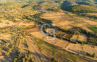 MİLAS HASANLAR 3067M2 ULAŞIM YOLU OLAN YOLA SIFIR YATIRIMLIK TARLA