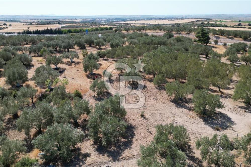 Çanakkale Merkez Gökçalı Köyünde İzmir Yoluna Yakın Zeytinlik