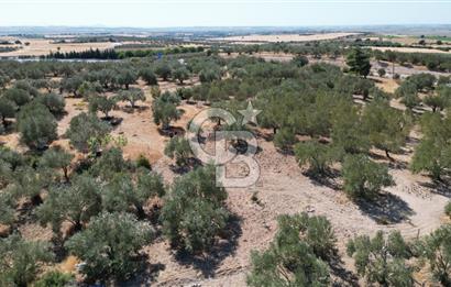 Çanakkale Merkez Gökçalı Köyünde İzmir Yoluna Yakın Zeytinlik