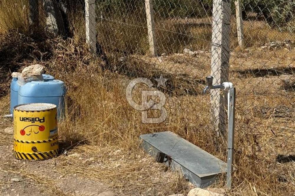 Çanakkale Merkez Gökçalı Köyünde İzmir Yoluna Yakın Zeytinlik