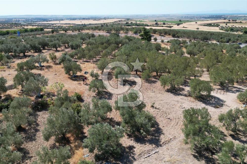 Çanakkale Merkez Gökçalı Köyünde İzmir Yoluna Yakın Zeytinlik