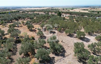 Çanakkale Merkez Gökçalı Köyünde İzmir Yoluna Yakın Zeytinlik