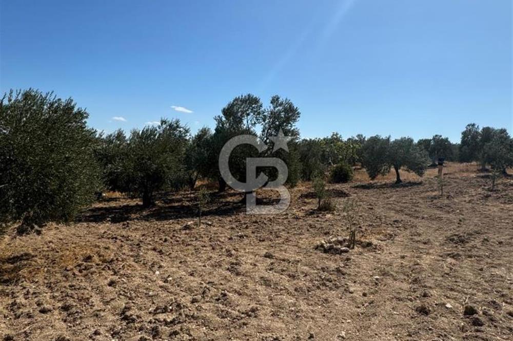 Çanakkale Merkez Gökçalı Köyünde İzmir Yoluna Yakın Zeytinlik