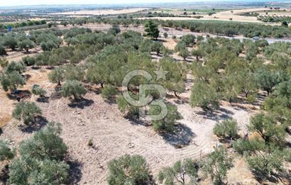 Çanakkale Merkez Gökçalı Köyünde İzmir Yoluna Yakın Zeytinlik