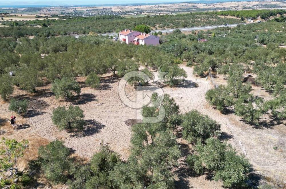 Çanakkale Merkez Gökçalı Köyünde İzmir Yoluna Yakın Zeytinlik