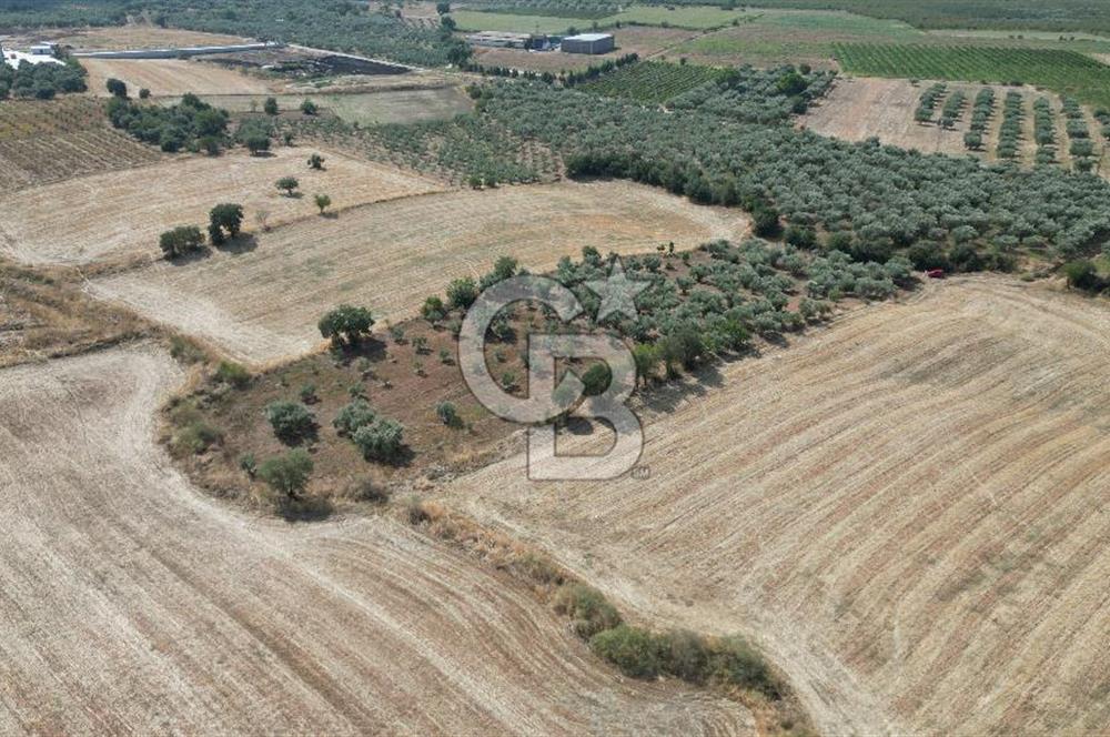 KEMALPAŞA HALİLBEYLİ MERKEZDE KADASTRAL YOLA CEPHELİ TARLA