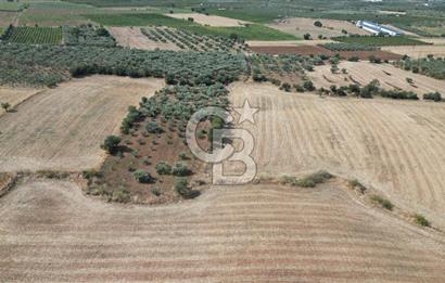 KEMALPAŞA HALİLBEYLİ MERKEZDE KADASTRAL YOLA CEPHELİ TARLA