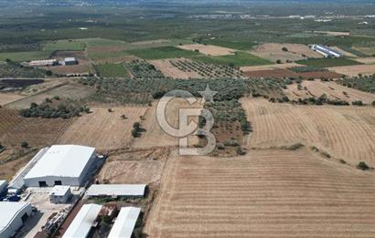 KEMALPAŞA HALİLBEYLİ MERKEZDE KADASTRAL YOLA CEPHELİ TARLA