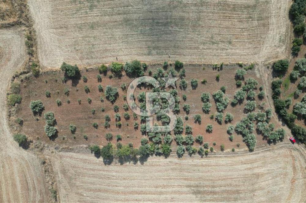 KEMALPAŞA HALİLBEYLİ MERKEZDE KADASTRAL YOLA CEPHELİ TARLA