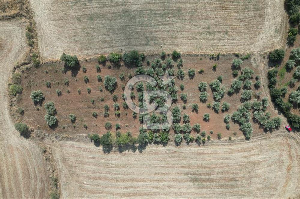 KEMALPAŞA HALİLBEYLİ MERKEZDE KADASTRAL YOLA CEPHELİ TARLA