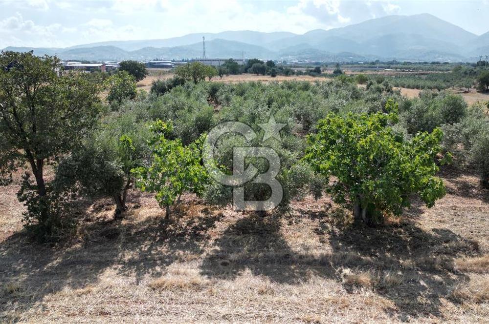 KEMALPAŞA HALİLBEYLİ MERKEZDE KADASTRAL YOLA CEPHELİ TARLA