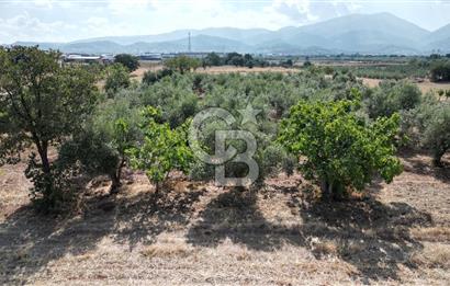 KEMALPAŞA HALİLBEYLİ MERKEZDE KADASTRAL YOLA CEPHELİ TARLA