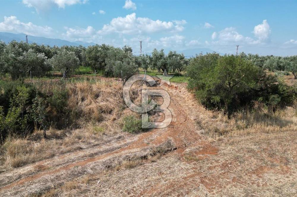 KEMALPAŞA HALİLBEYLİ MERKEZDE KADASTRAL YOLA CEPHELİ TARLA