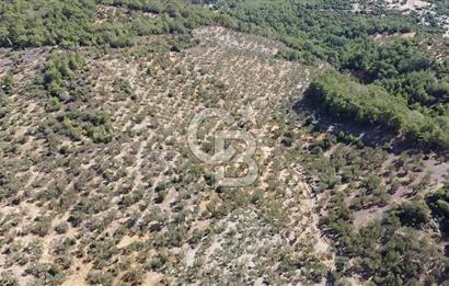 ÇANAKKALE EZİNE TAVAKLI KÖYÜ'NDE DENİZ MANZARA VERİMLİ ZEYTİNLİK