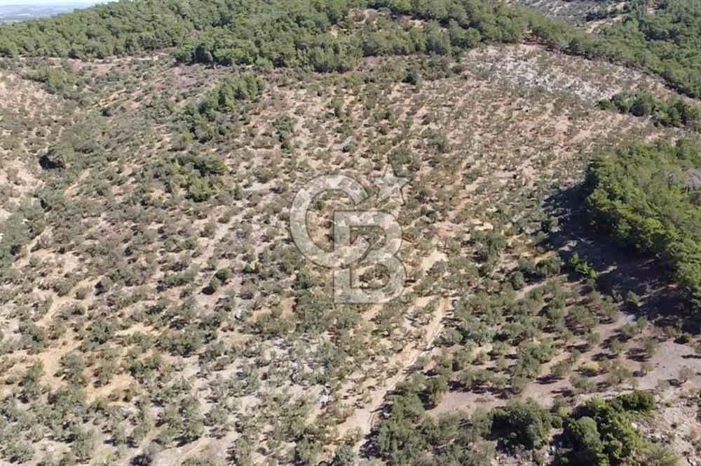 ÇANAKKALE EZİNE TAVAKLI KÖYÜ'NDE DENİZ MANZARA VERİMLİ ZEYTİNLİK