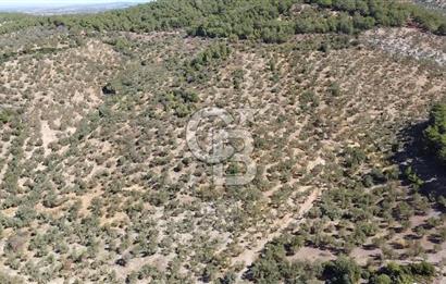 ÇANAKKALE EZİNE TAVAKLI KÖYÜ'NDE DENİZ MANZARA VERİMLİ ZEYTİNLİK