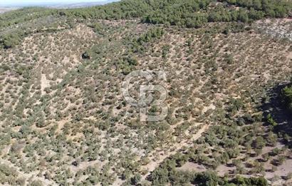 ÇANAKKALE EZİNE TAVAKLI KÖYÜ'NDE DENİZ MANZARA VERİMLİ ZEYTİNLİK