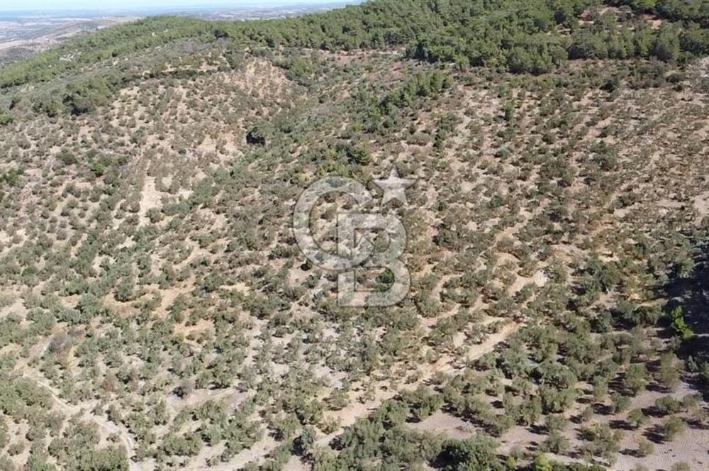 ÇANAKKALE EZİNE TAVAKLI KÖYÜ'NDE DENİZ MANZARA VERİMLİ ZEYTİNLİK