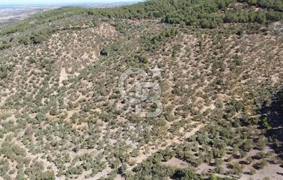 ÇANAKKALE EZİNE TAVAKLI KÖYÜ'NDE DENİZ MANZARA VERİMLİ ZEYTİNLİK