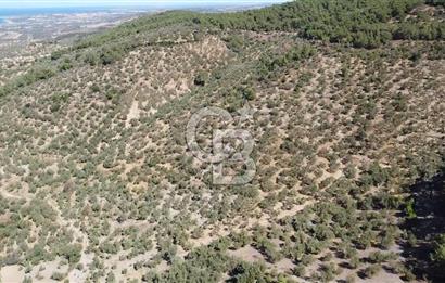 ÇANAKKALE EZİNE TAVAKLI KÖYÜ'NDE DENİZ MANZARA VERİMLİ ZEYTİNLİK