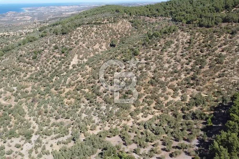 ÇANAKKALE EZİNE TAVAKLI KÖYÜ'NDE DENİZ MANZARA VERİMLİ ZEYTİNLİK