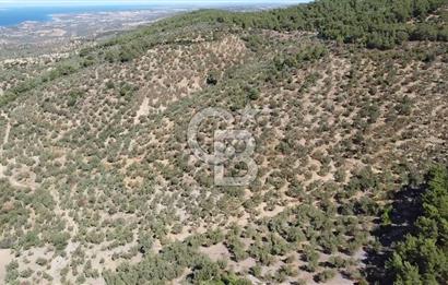 ÇANAKKALE EZİNE TAVAKLI KÖYÜ'NDE DENİZ MANZARA VERİMLİ ZEYTİNLİK