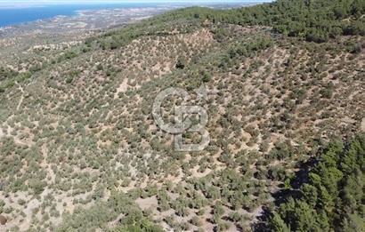 ÇANAKKALE EZİNE TAVAKLI KÖYÜ'NDE DENİZ MANZARA VERİMLİ ZEYTİNLİK