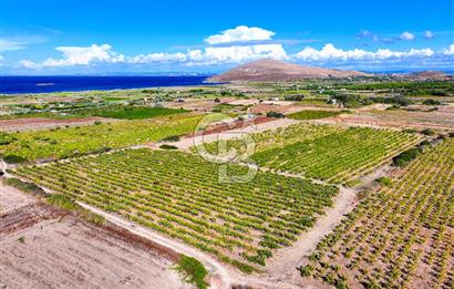 ÇANAKKALE BOZCAADA ÇAYIR MEVKİİ'NDE 17226 M2 SATILIK ARSA