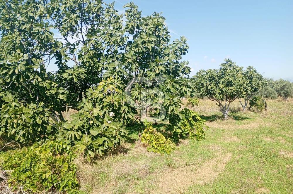 Torbalı Korucuk'ta Yatırımlık Bağ&Bahçe