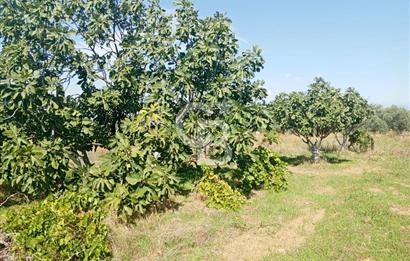 Torbalı Korucuk'ta Yatırımlık Bağ&Bahçe