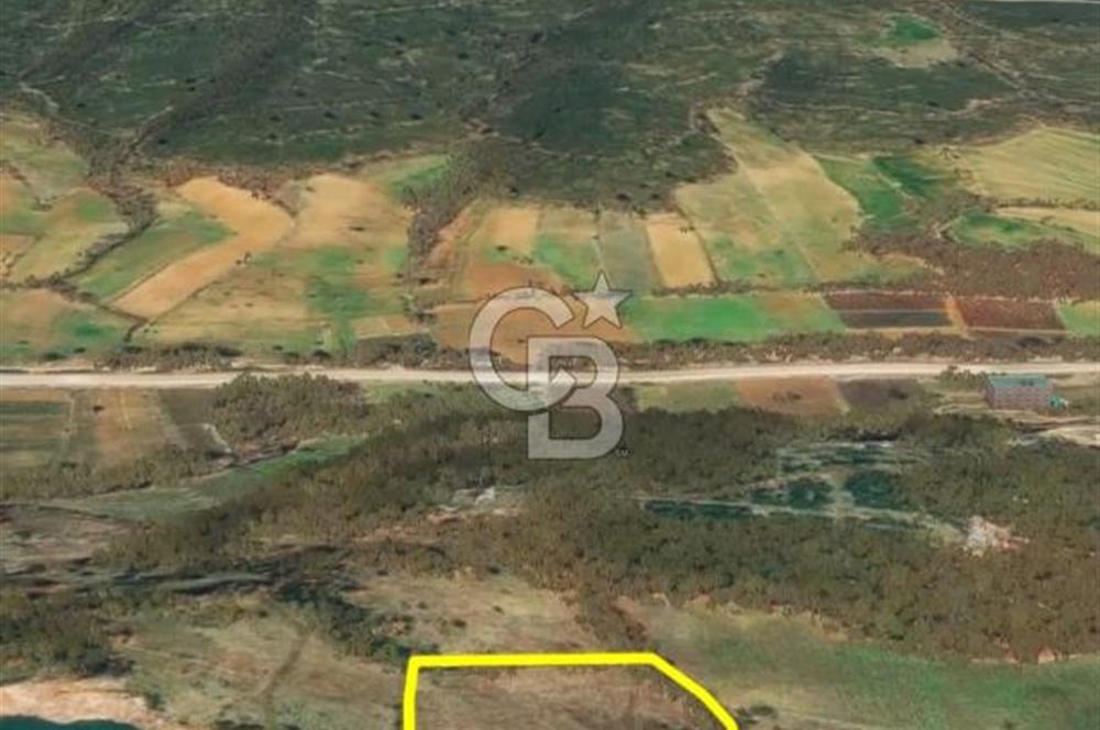 Çanakkale Yenice Çınarcık'ta 12.125 m2 Satılık Yolu Olan Tarla 