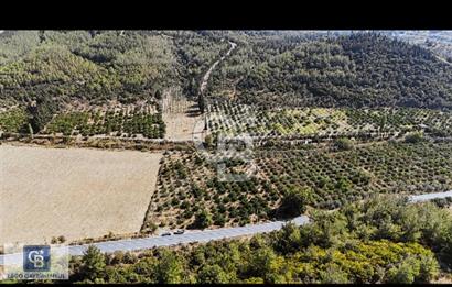 Seferihisar Kavaklıdere de Yola Cepheli Mandelina Bahçesi