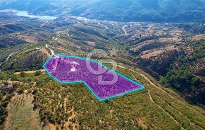 İZMİR ÖDEMİŞ SÜLEYMANLARDA 20000 M2 CEVİZ VE ZEYTİNLİ TARLA