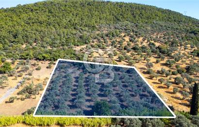 Foça Yeniköy'de Satılık 3 Hisseli Zeytin Ağaçlı Tarla