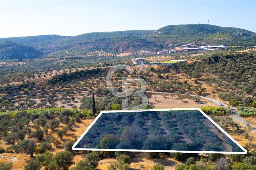 Foça Yeniköy'de Satılık 3 Hisseli Zeytin Ağaçlı Tarla