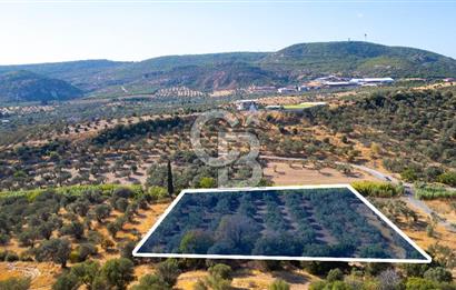 Foça Yeniköy'de Satılık 3 Hisseli Zeytin Ağaçlı Tarla