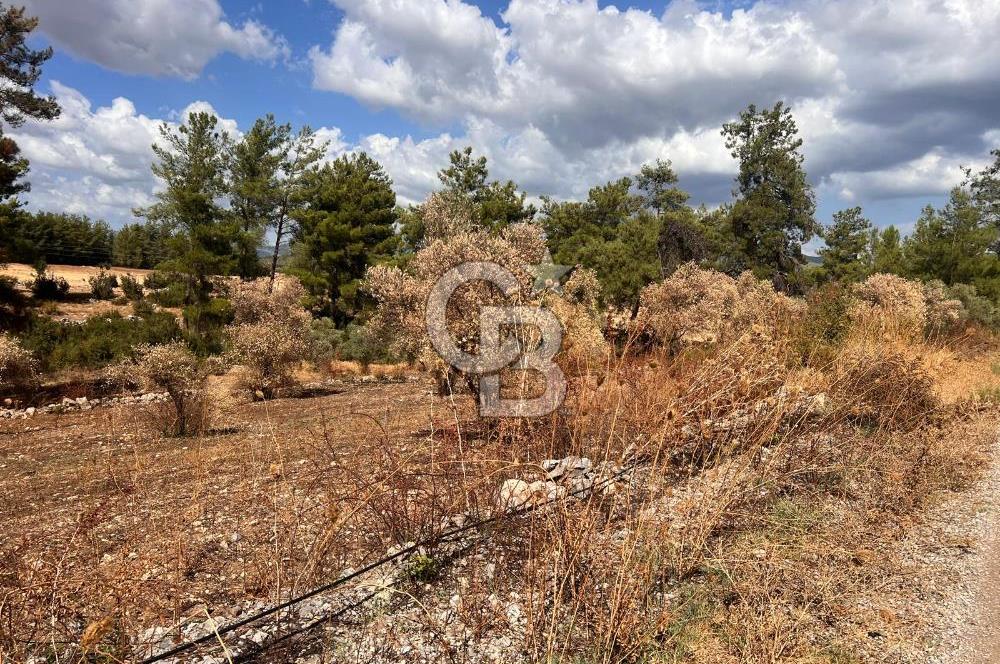 Milas Karacahisar köyü 3,102 m2 .yatırımlık satılık tarla 