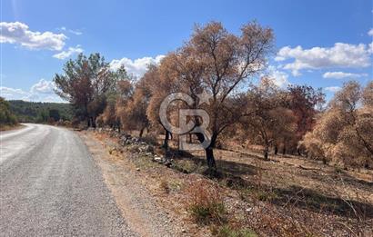 Milas Karacahisar köyü 3,102 m2 .yatırımlık satılık tarla 