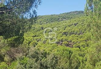 İZMİR BERGAMA GÖBENE'DE FIRSAT FISTIKLI 10 DÖNÜM SATILIK TARLA