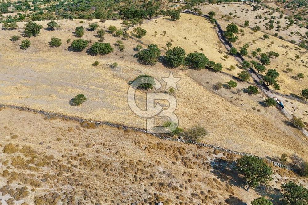 Çanakkale Ayvacık Naldöken Köyünde 10.018 M2 Satılık Tarla !