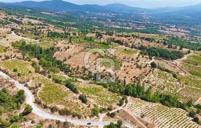 Çanakkale Bayramiç Sarıot Köyünde 4.700 M2 Satılık Üzüm Bağı !