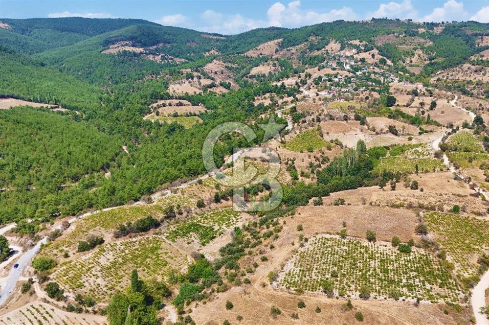 Çanakkale Bayramiç Sarıot Köyünde 4.700 M2 Satılık Üzüm Bağı !