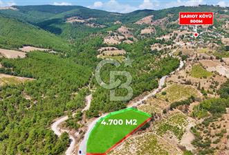 Çanakkale Bayramiç Sarıot Köyünde 4.700 M2 Satılık Üzüm Bağı !