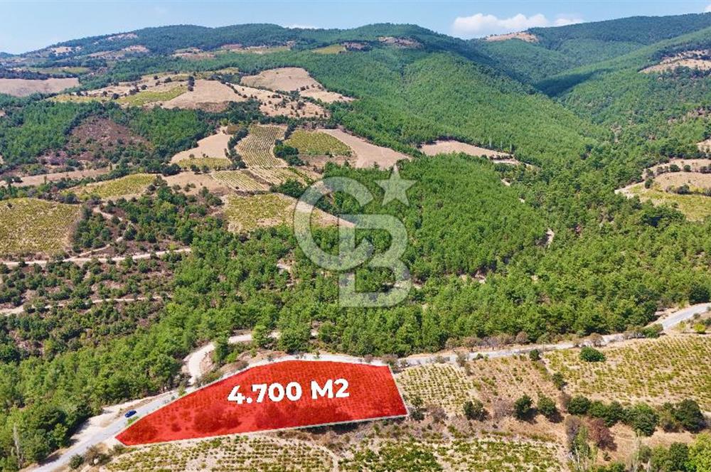 Çanakkale Bayramiç Sarıot Köyünde 4.700 M2 Satılık Üzüm Bağı !