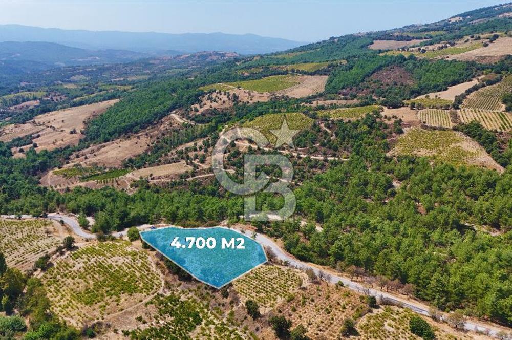 Çanakkale Bayramiç Sarıot Köyünde 4.700 M2 Satılık Üzüm Bağı !